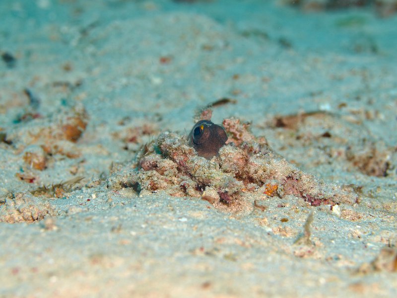 Goby, Bounty